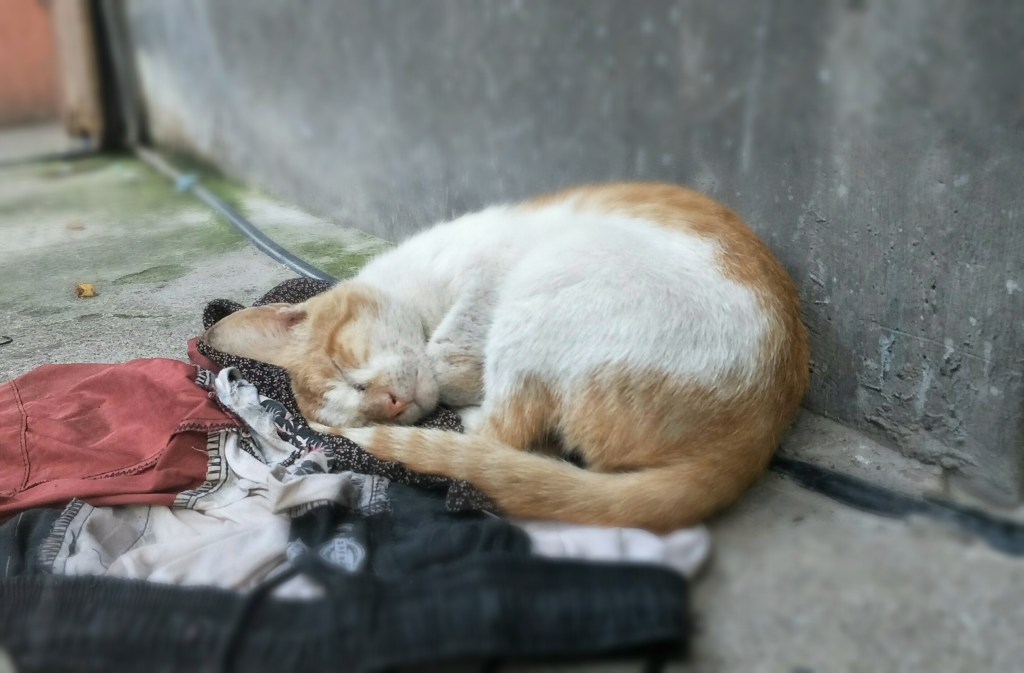 Cat sleeping on top of a pile of rugs